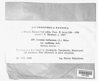Pseudevernia furfuracea image